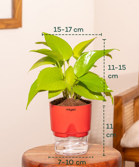 Golden Money Plant - BYOB Exclusive