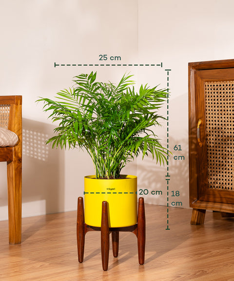 Areca Palm Plant With Self Watering Pot