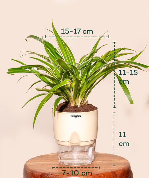 Spider Plant - BYOB