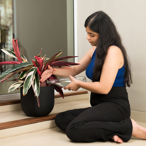 Calathea Triostar with Arbor Planter