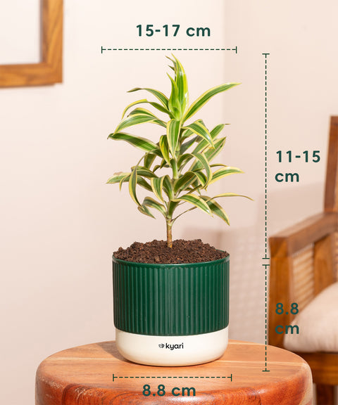 Song Of India Plant With Mylo Self Watering Pot