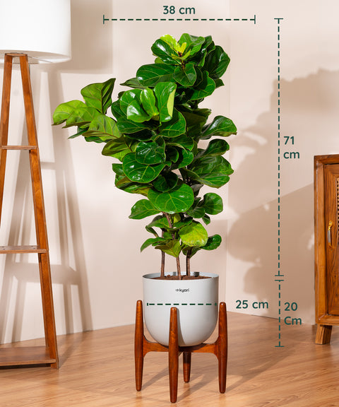 Ficus Lyrata with Extra Large Self Watering Pot