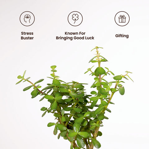 Lucky Jade Plant with Medium Metal Self Watering Pot