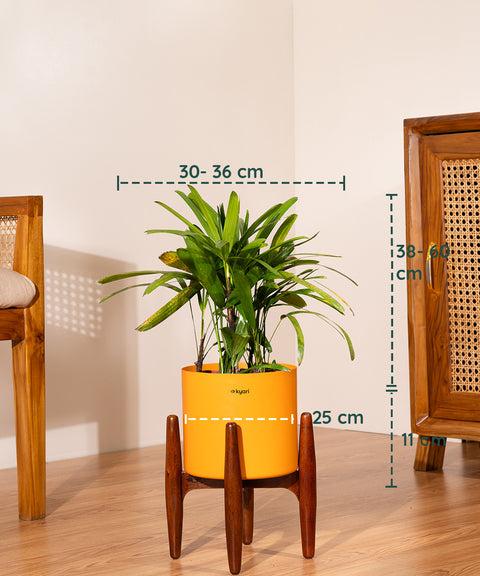 Rhapis palm with Metal Self Watering Pot