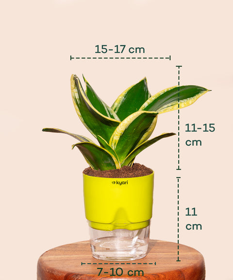 Golden Hahnii Snake Plant BYOB Exclusive