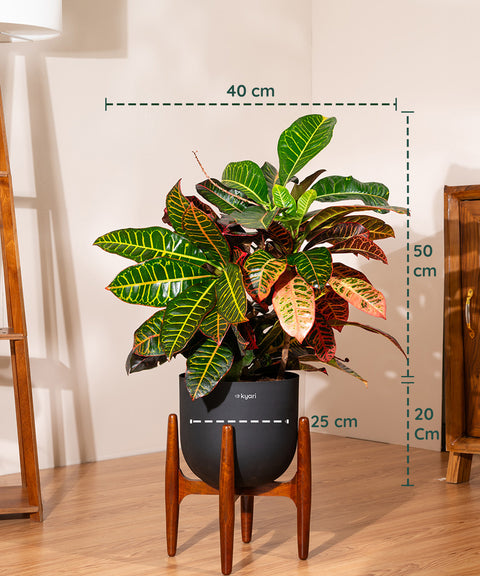 Croton Petra with Extra Large Self Watering Pot