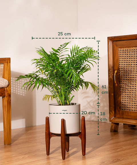 Areca Palm Plant With Self Watering Pot