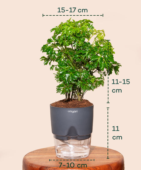 Aralia Green Plant With Self Watering Pot