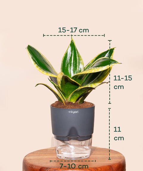 Golden Hahnii Snake Plant BYOB Exclusive