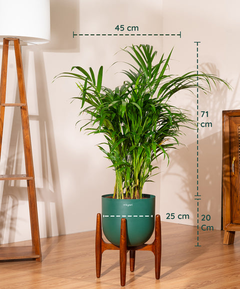 Areca Palm Plant With Self Watering Pot