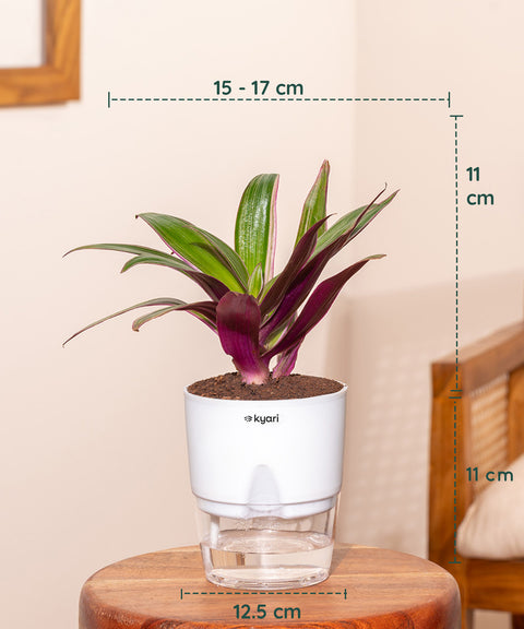 Set of 3 - Aglaonema Snow White, Rhoeo Tricolor & Lucky Jade Plant