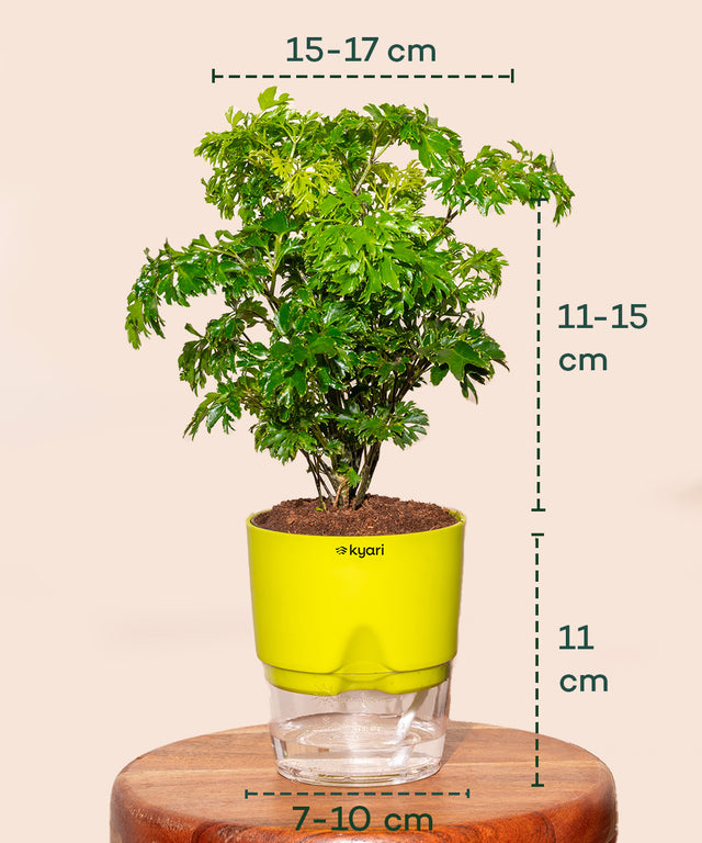 Buy Aralia Green Plant with Self Watering Pot | Kyari – Kyari.co
