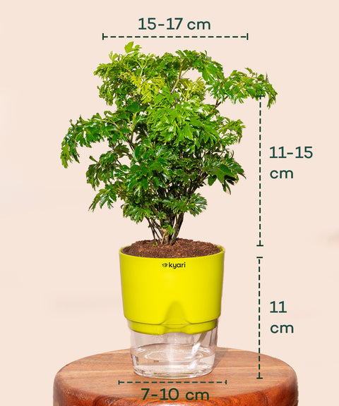 Aralia Green Plant With Self Watering Pot