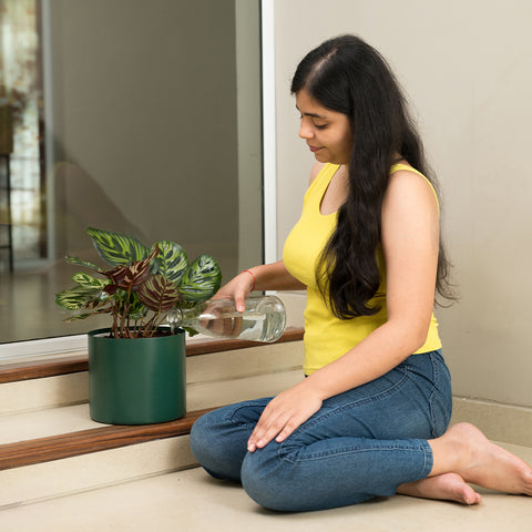 Calathea Peacock with Zen Planter