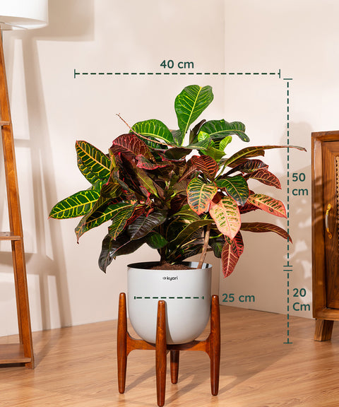 Croton Petra with Extra Large Self Watering Pot