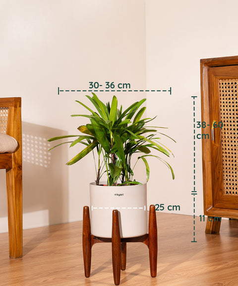 Rhapis palm with Metal Self Watering Pot
