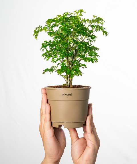 Aralia Green Plant With Grow Pot - BYOB