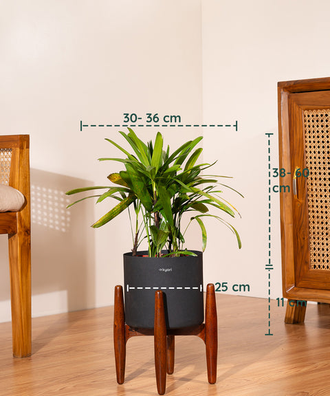 Rhapis palm with Metal Self Watering Pot