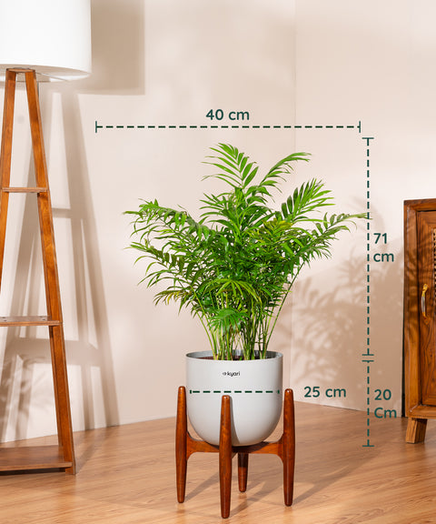 Areca Palm Plant With Self Watering Pot