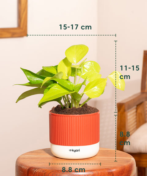 Golden Money Plant With Small Self Watering Pot