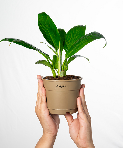 Peace Lily Plant With Grow Pot