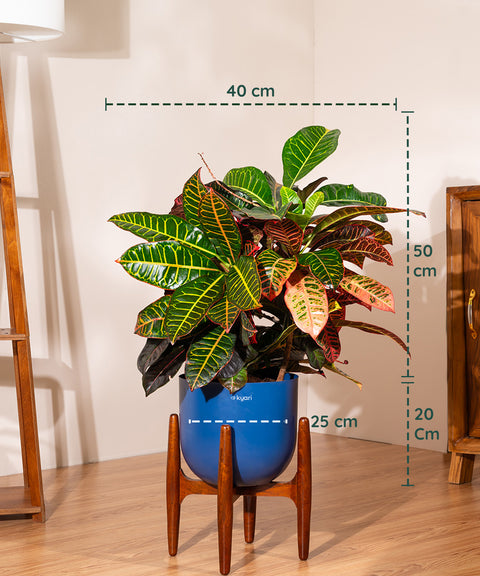 Croton Petra with Extra Large Self Watering Pot