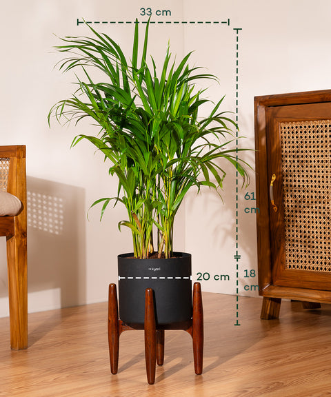 Areca Palm Plant With Self Watering Pot