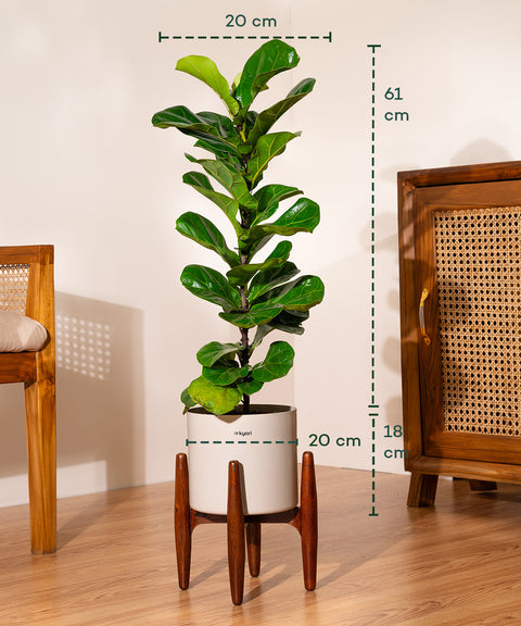 Fiddle Fig Plant With Self Watering Pot