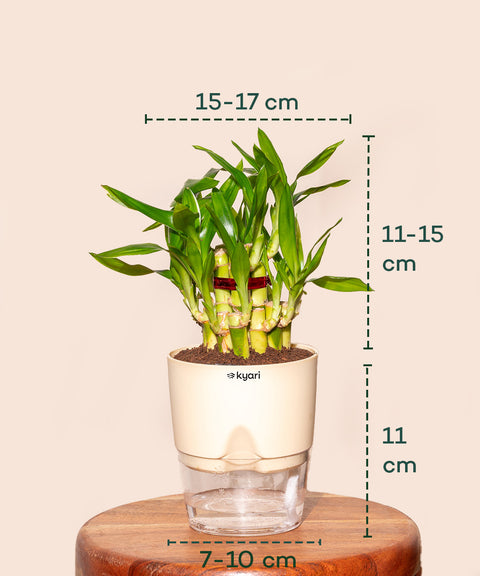 Lucky Bamboo Plant With Self Watering Pot