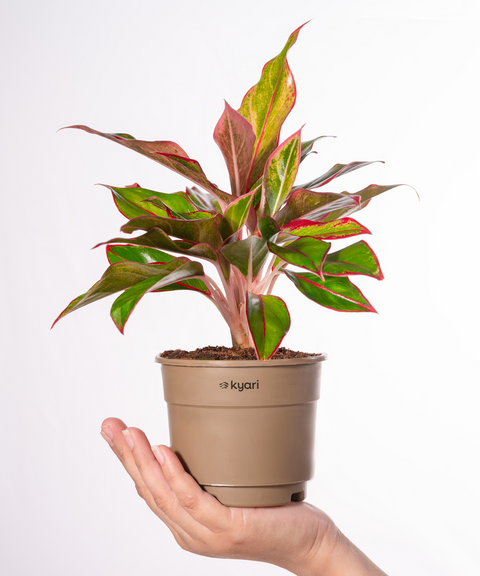 Aglaonema Lipstick Plant With Grow Pot - BYOB