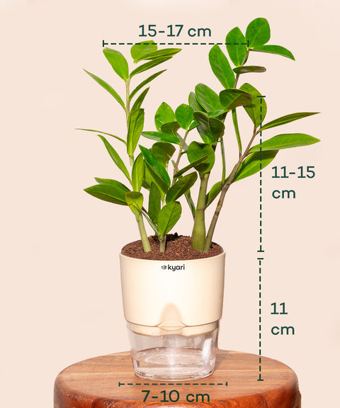 Zamia Green - ZZ Plant With Self Watering Pot