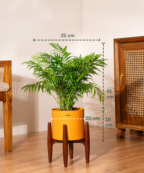 Areca Palm Plant With Self Watering Pot