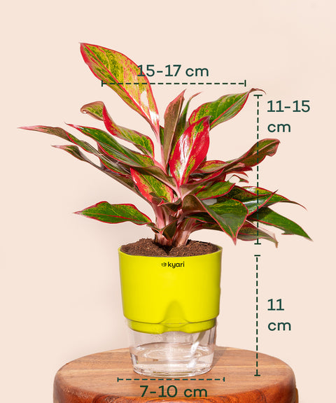 Aglaonema Lipstick Plant With Self Watering Pot