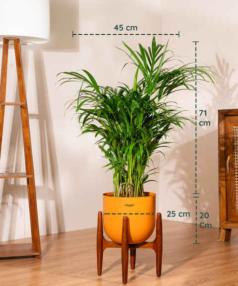 Areca Palm Plant With Self Watering Pot