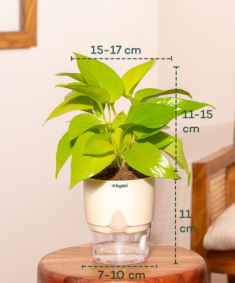 Golden Money Plant - BYOB Exclusive