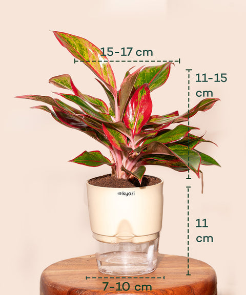 Aglaonema Lipstick Plant With Self Watering Pot