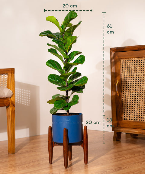 Fiddle Fig Plant With Self Watering Pot