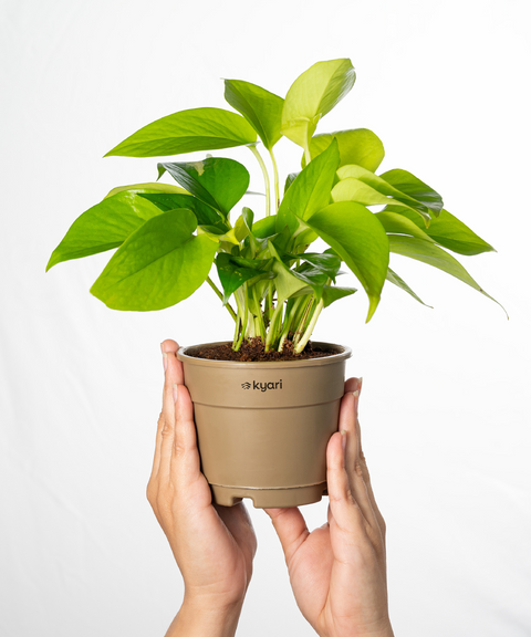 Golden Money Plant With Grow Pot - BYOB