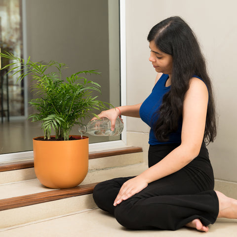 Chamaedorea palm with Arbor Planter