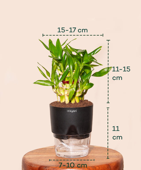 Lucky Bamboo Plant With Self Watering Pot