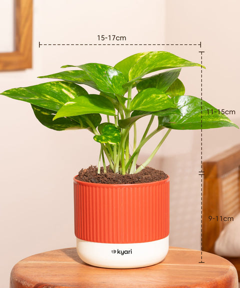 Set of 4 Mylo -Lucky Bamboo, Money Variegated, Golden Money, Aglaonema Lipstick