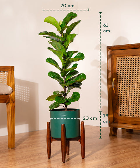 Fiddle Fig Plant With Self Watering Pot