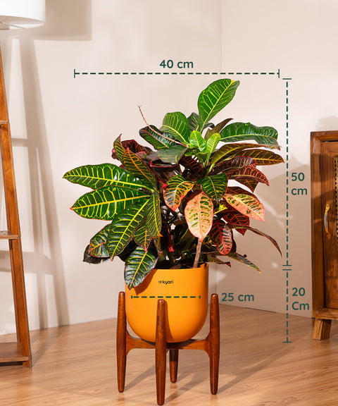 Croton Petra with Extra Large Self Watering Pot