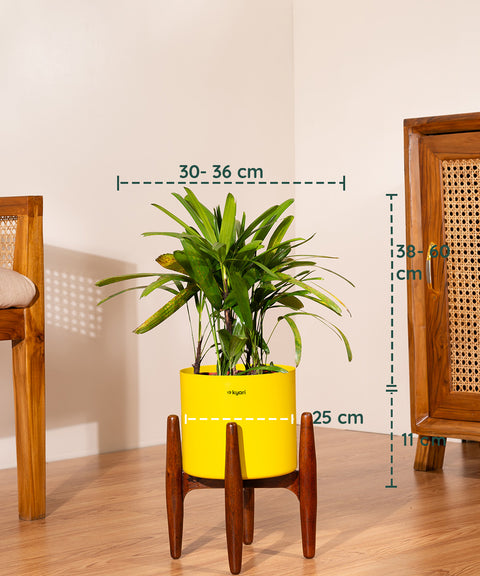 Rhapis palm with Metal Self Watering Pot