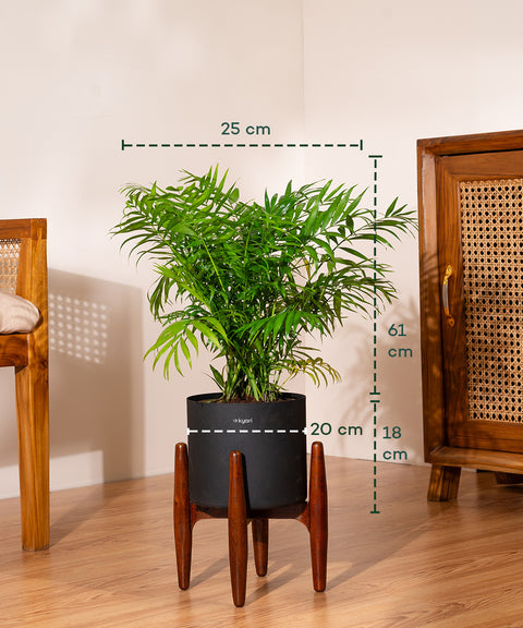 Areca Palm Plant With Self Watering Pot