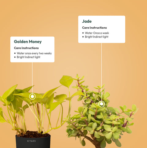 lucky jade money plant Set of 2