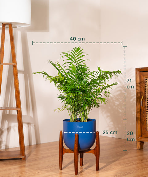 Areca Palm Plant With Self Watering Pot