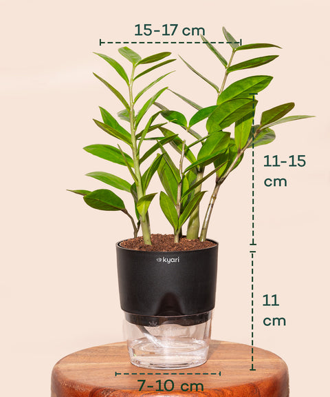 Zamia Green - ZZ Plant With Self Watering Pot