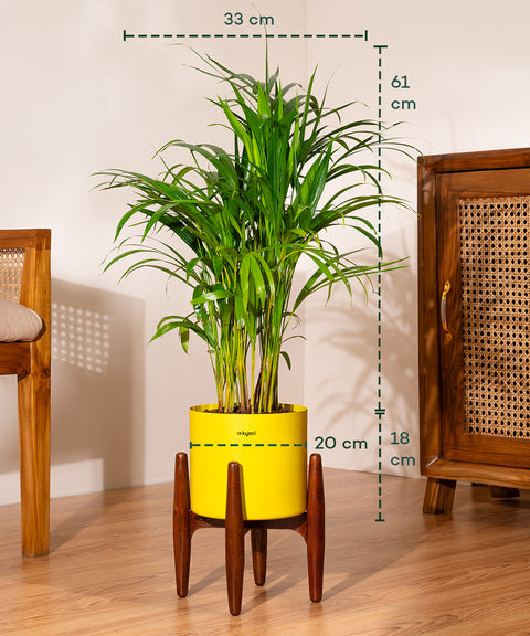 Areca Palm Plant With Self Watering Pot