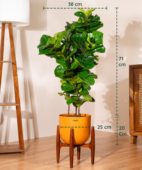 Ficus Lyrata with Extra Large Self Watering Pot